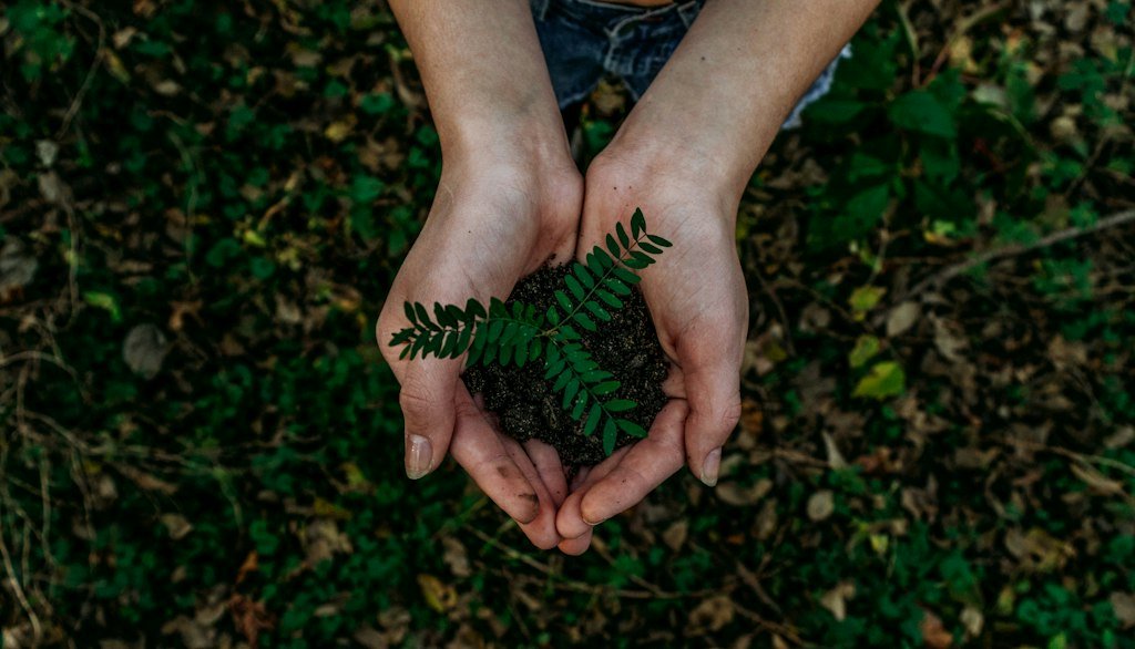 Human hands planting a tree seedling for global ecological restoration and carbon capture